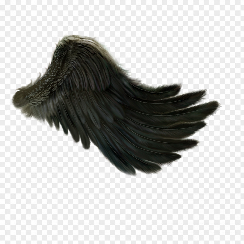 Angel Wing PNG