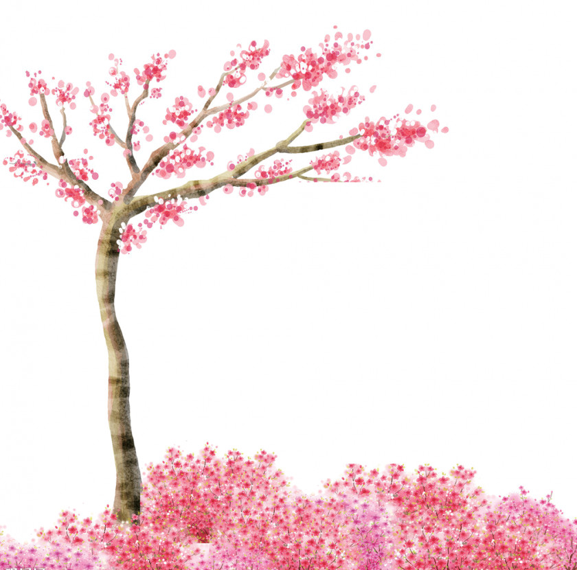 Cherry Blossom Ballad Music ST.AU.150 MIN.V.UNC.NR AD PNG blossom AD, cherry clipart PNG