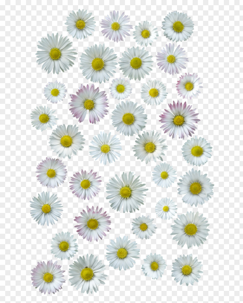 Chrysanthemum Common Daisy Oxeye Cut Flowers PNG