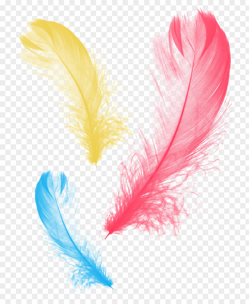 Feather Graphic Design PNG