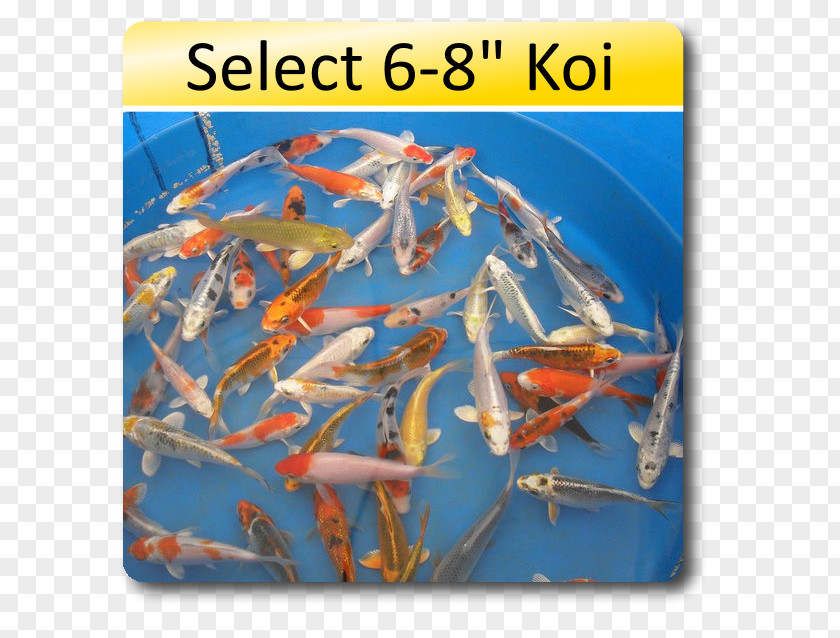 Fish Koi Goldfish Aquarium Pond PNG