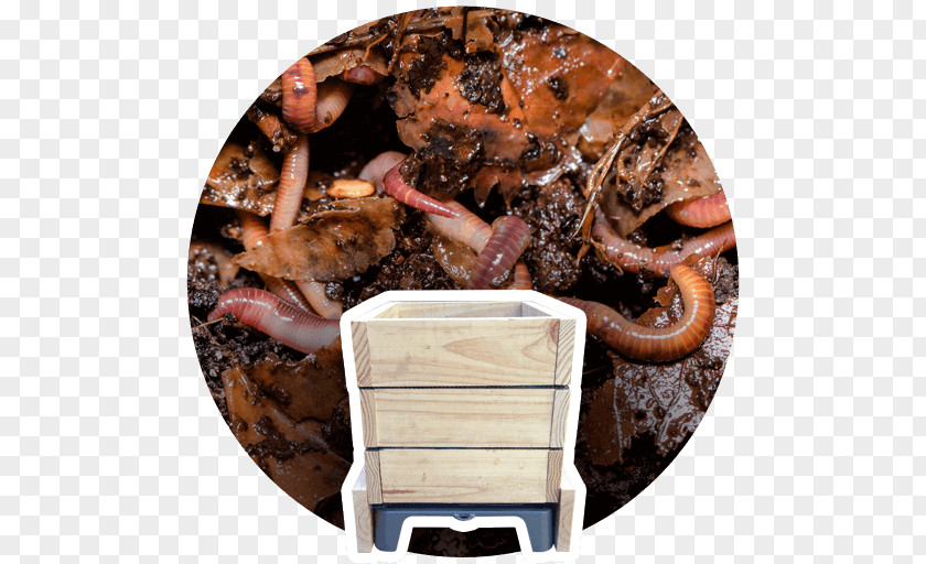Humus Earthworms Waste Vermicompost Recycling Eisenia Fetida PNG