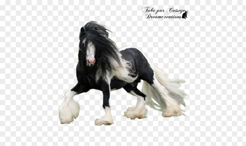 Mustang Gypsy Horse Stallion Friesian Mane PNG