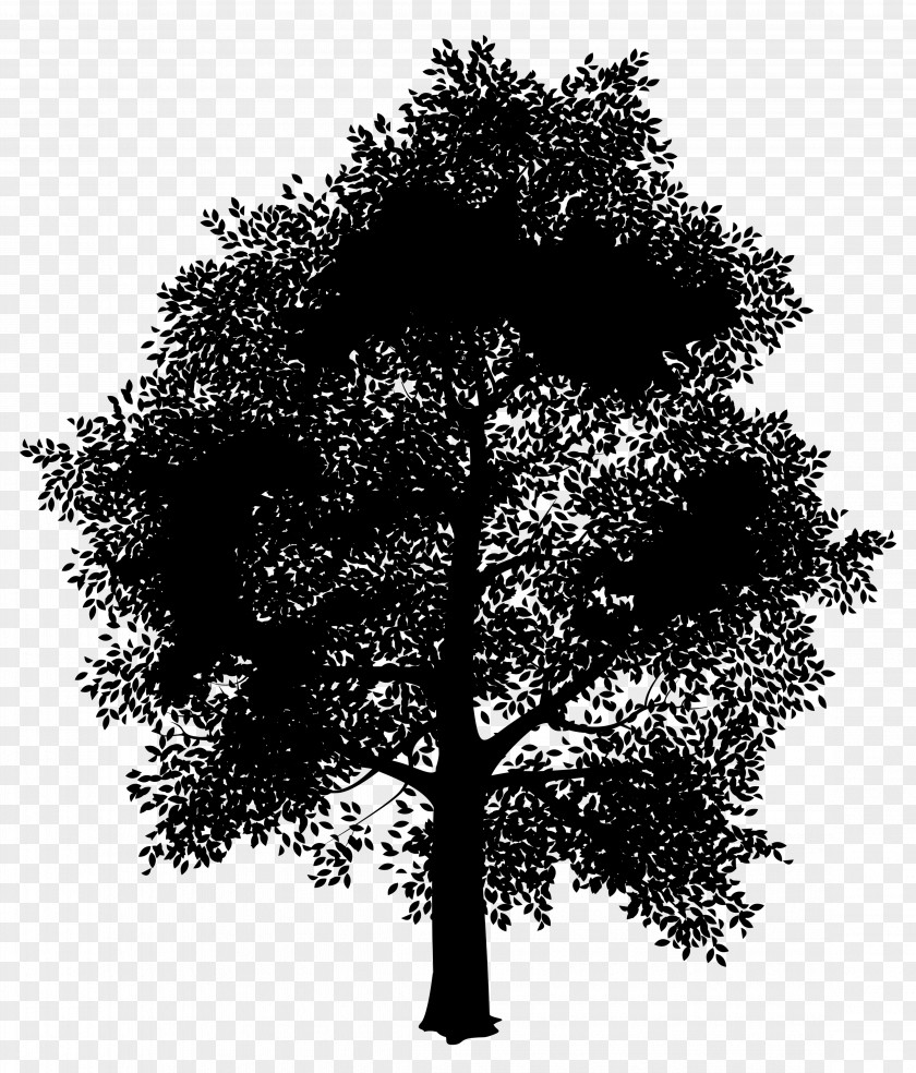 Plant Stem Trunk Oak Tree Silhouette PNG