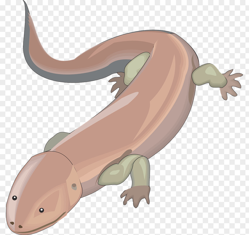 Salamander Cliparts Clip Art PNG