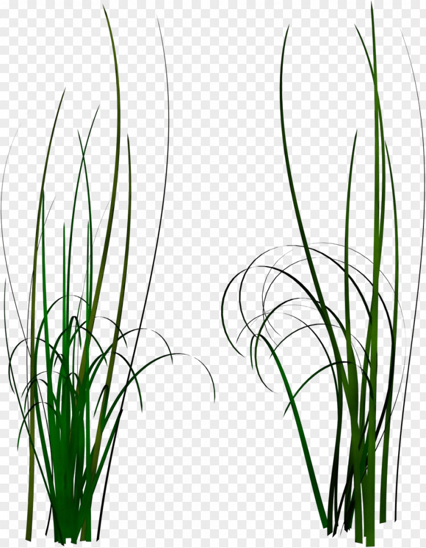 Allium Plant Stem Grass Chives Family Flower PNG