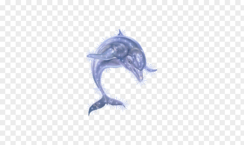Barbed Dolphin Oceanic PNG