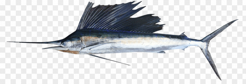 Bonyfish Osmeriformes Fishing Cartoon PNG