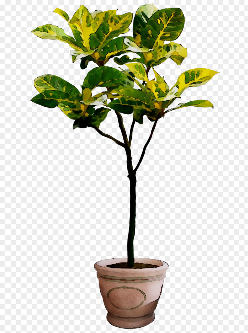 Clip Art Houseplant Plants Tree PNG