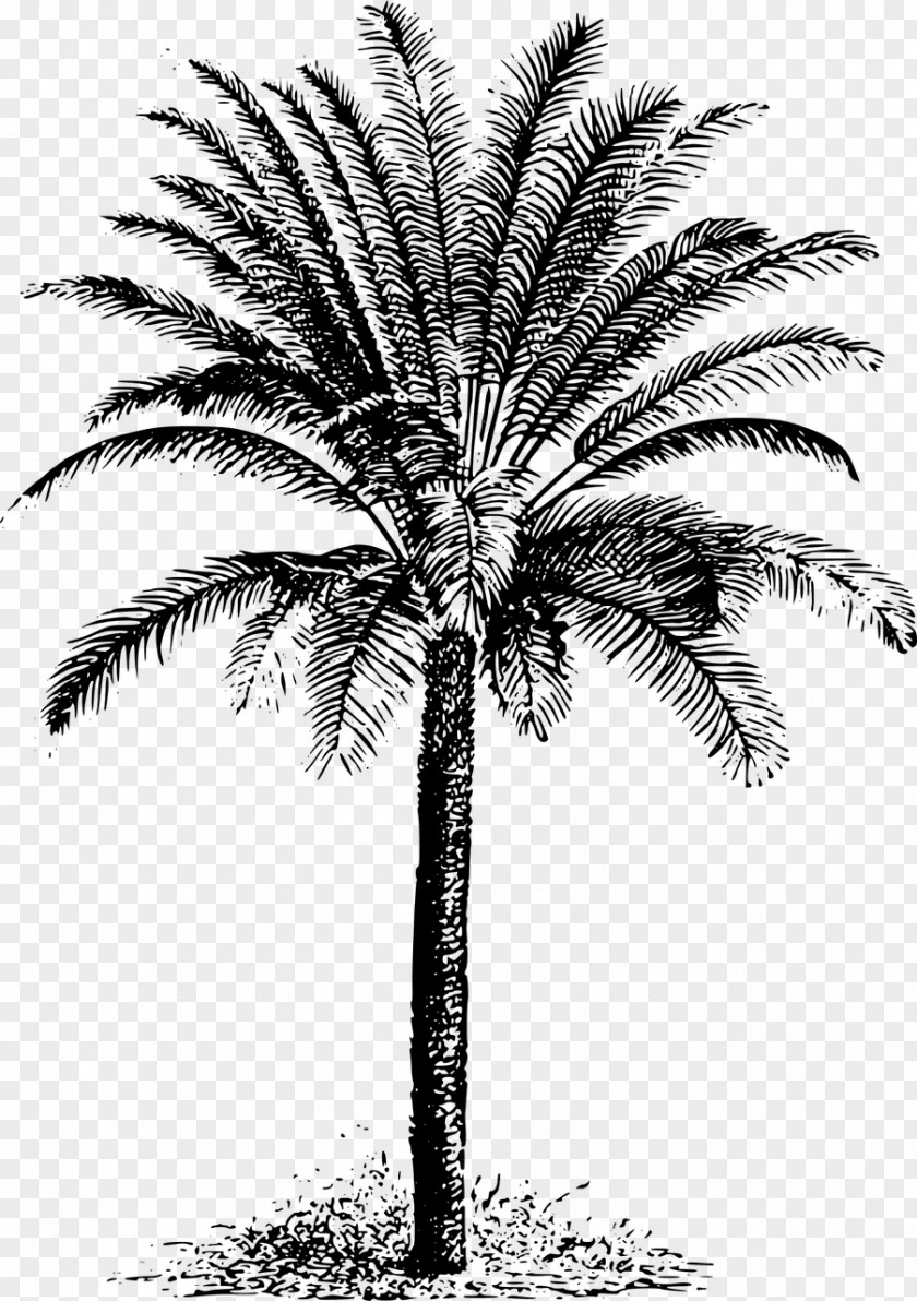 Date Palm Arecaceae Cycad Evergreen Clip Art PNG