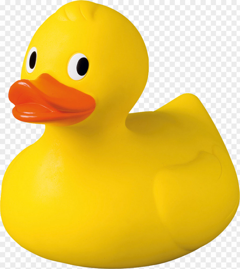 Duck Rubber Foie Gras Anseriformes Bird PNG