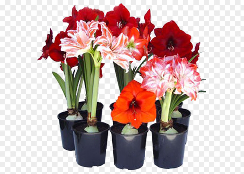 Flower Hippeastrum Flowerpot Ornamental Bulbous Plant PNG