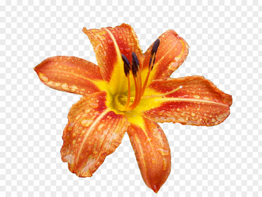 Lily Flower Tiger Lilium Columbianum Bulbiferum PNG