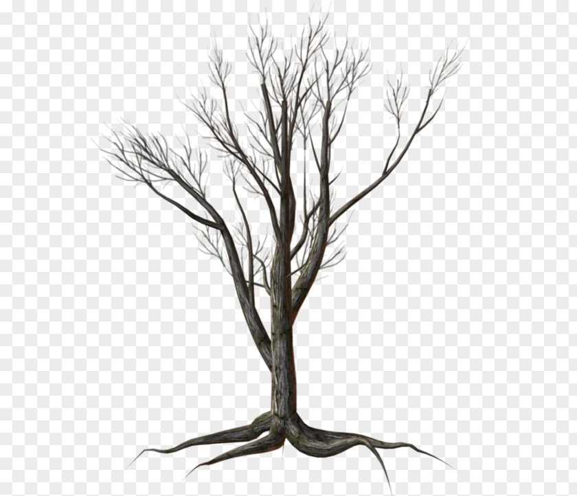 Tree Shrub Kousa Dogwood Clip Art PNG