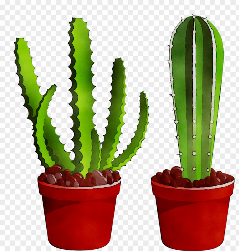 Triangle Cactus Echinocereus Plant Stem Plants Acanthocereus PNG