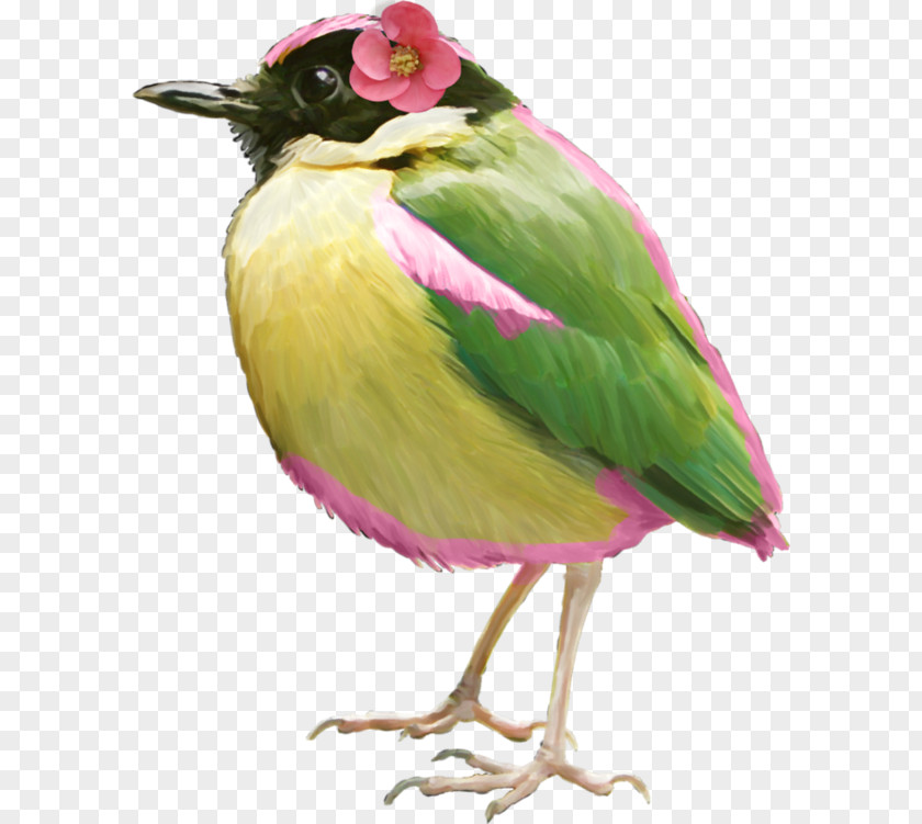 Wear Flowers Green Feather Birds Bird Atlantic Canary Clip Art PNG