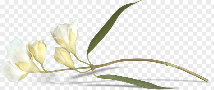 A Lily Bud Easter Flower Leaf PNG