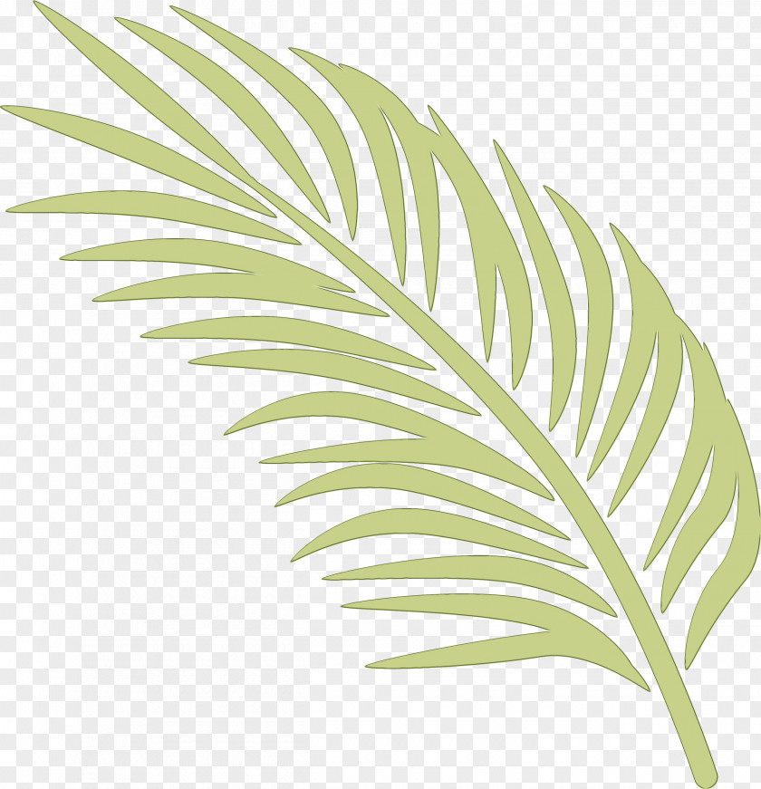 Leaf Plant Tree Flower Monstera Deliciosa PNG