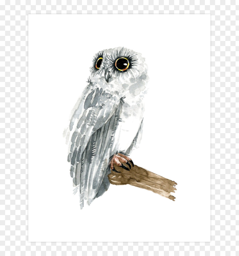 Owl Hawk Beak Stock Photography Feather PNG