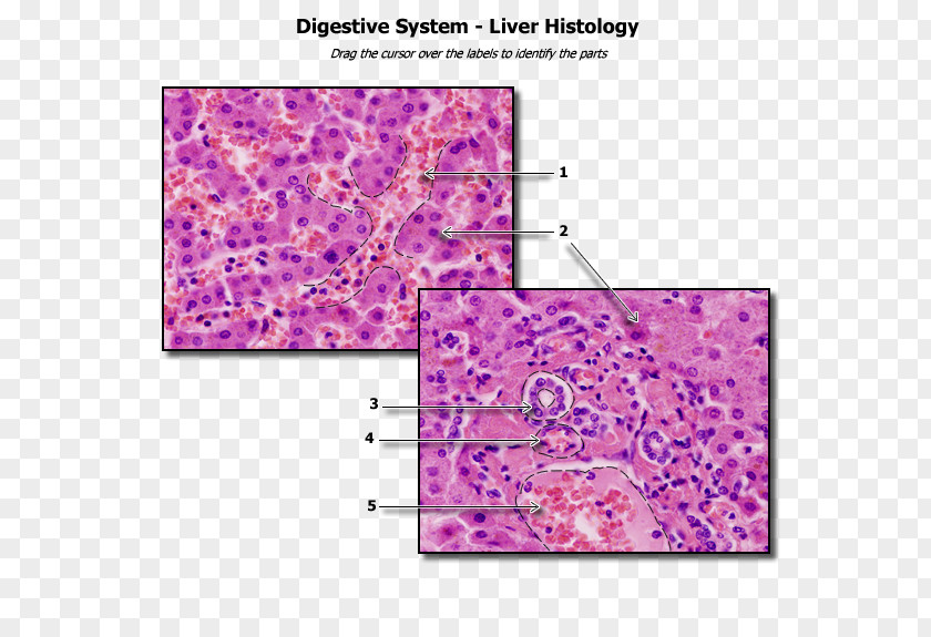 Pathology Lab Histology Liver Human Anatomy Physiology PNG