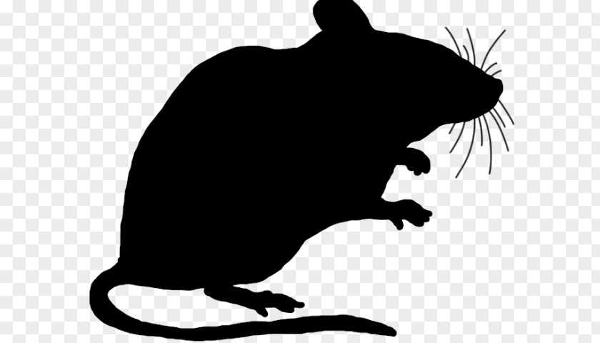 Tail Mouse Rat Muridae Pest Tasmanian Devil Snout PNG