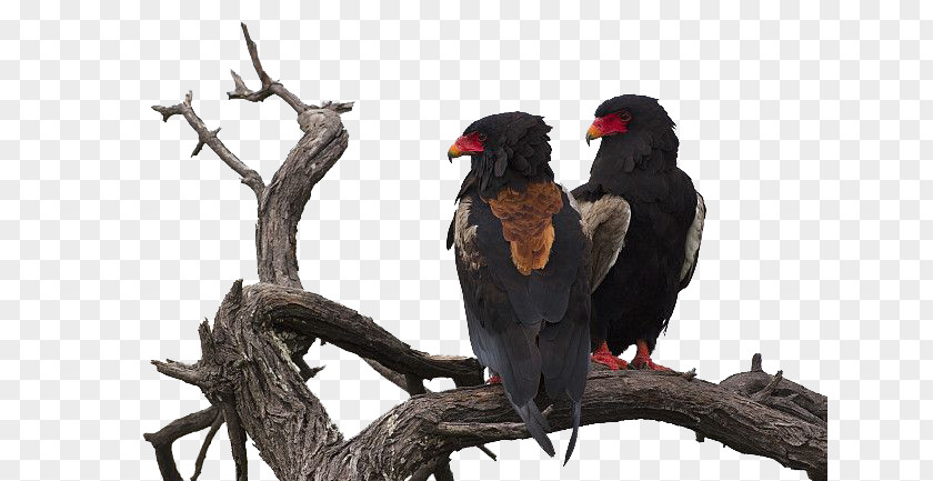 Crow Central Kalahari Game Reserve Crows Stock Photography PNG