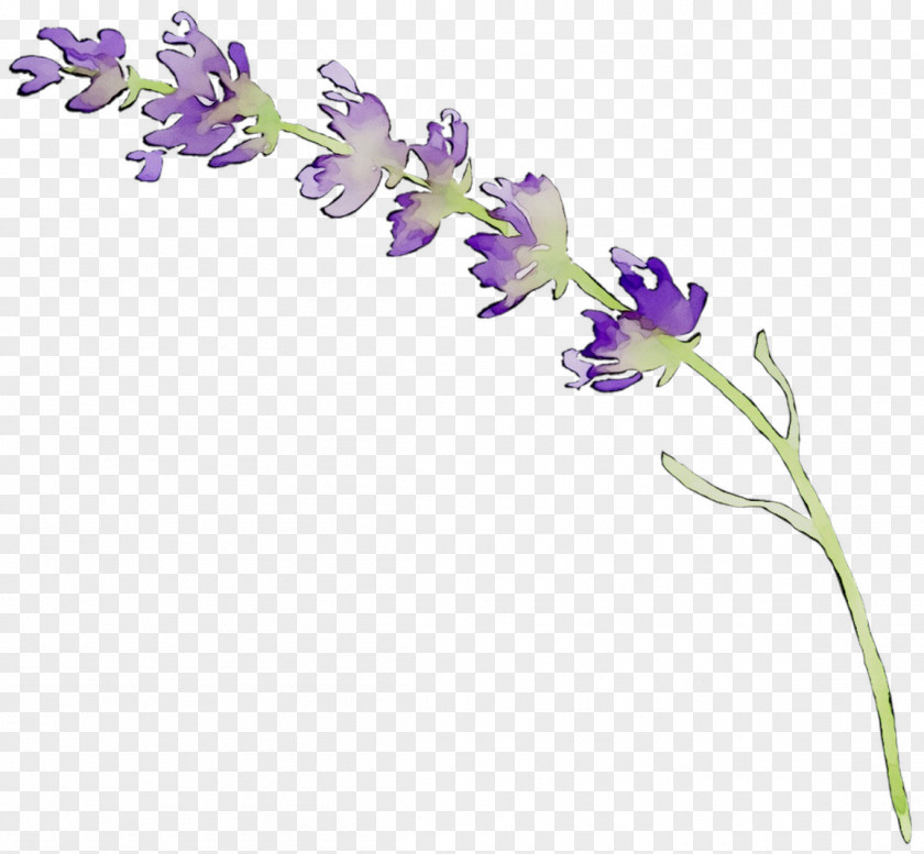 English Lavender Cut Flowers Floral Design Plant Stem PNG