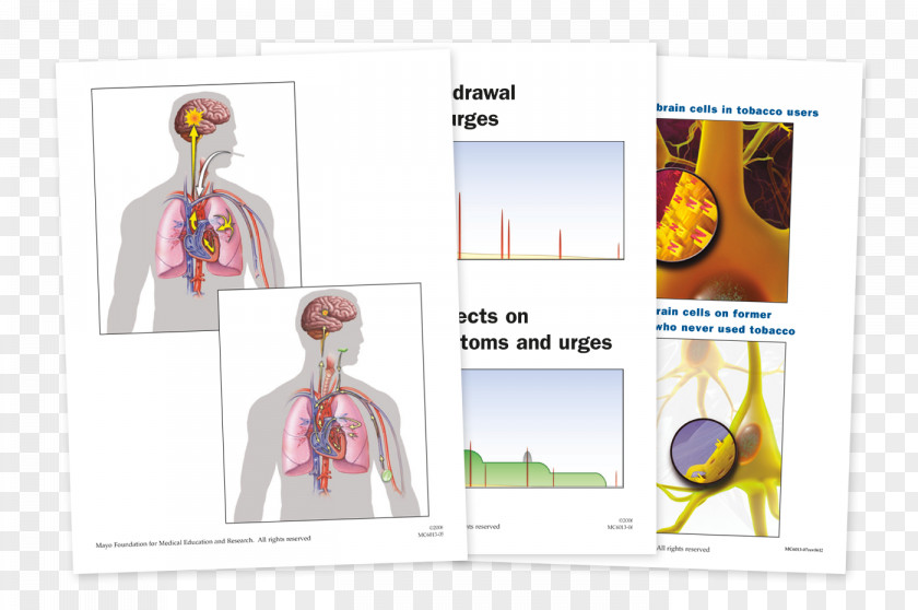 LAMINATION Nicotine Dependence Anatomy Substance Tobacco PNG