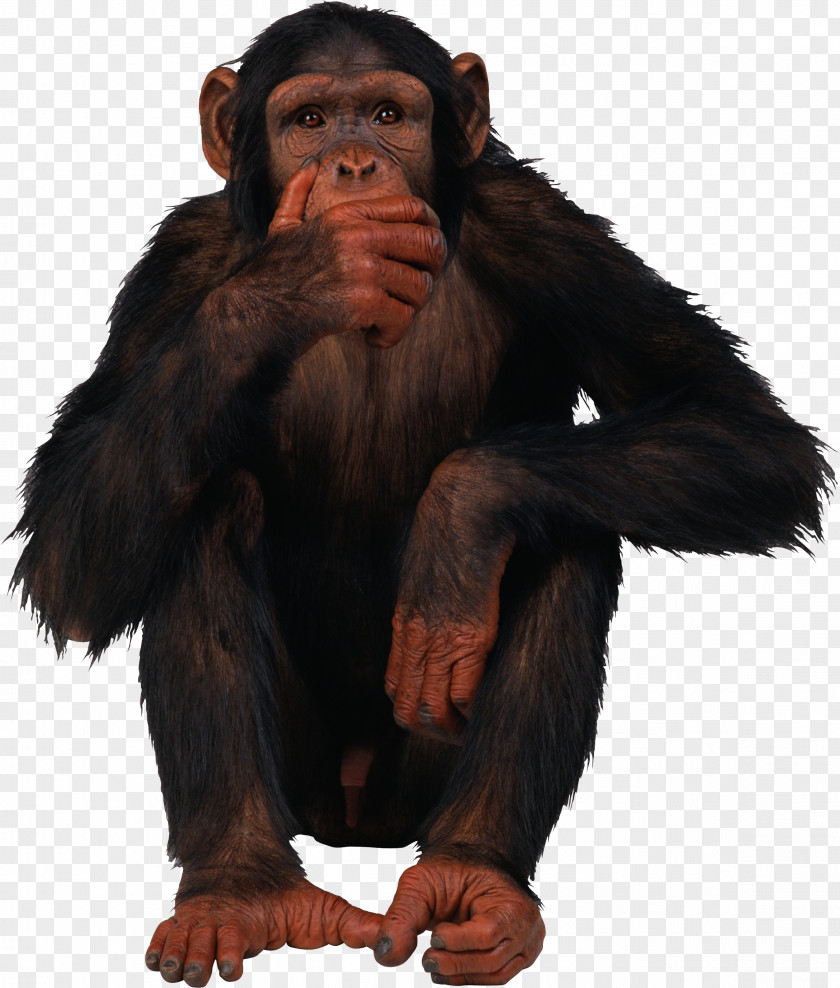 Monkey Primate Common Chimpanzee PNG