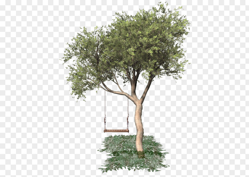PEC Swing Tree Clip Art Image Oak PNG