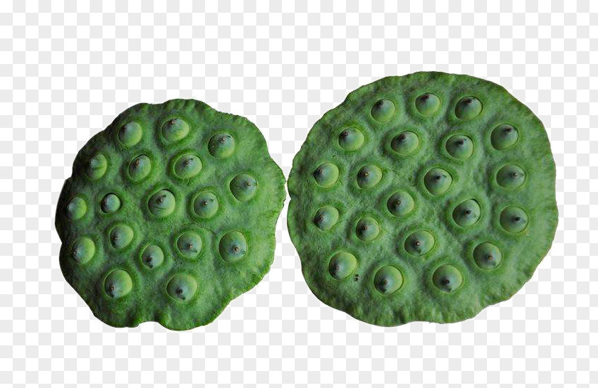 Two Green Lotus Nelumbo Nucifera Seed PNG