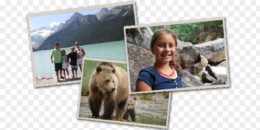 Vancouver Island Grizzly Bear Western Canada Alaska Peninsula Brown Earless Seal PNG