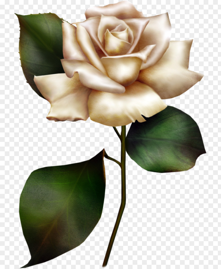 Free Rose Clipart White Content Clip Art PNG