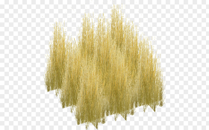 Tall Grass Texture Grasses Wiki Savanna PNG