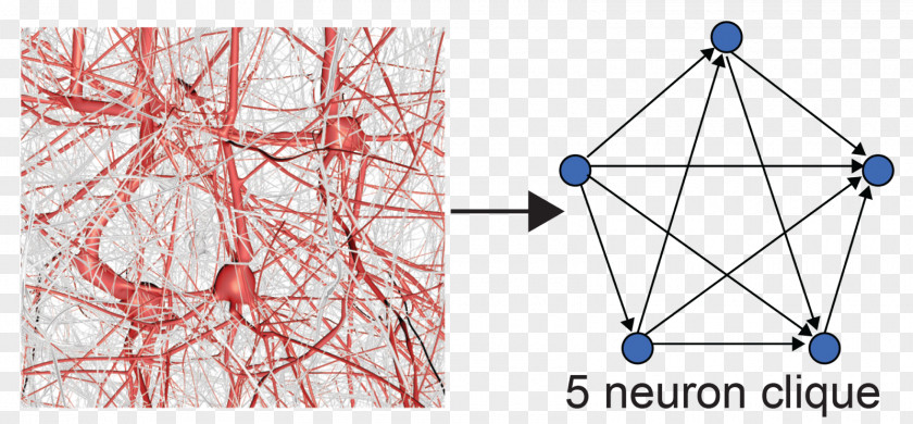Topology Blue Brain Project Neuron Clique Geometry PNG