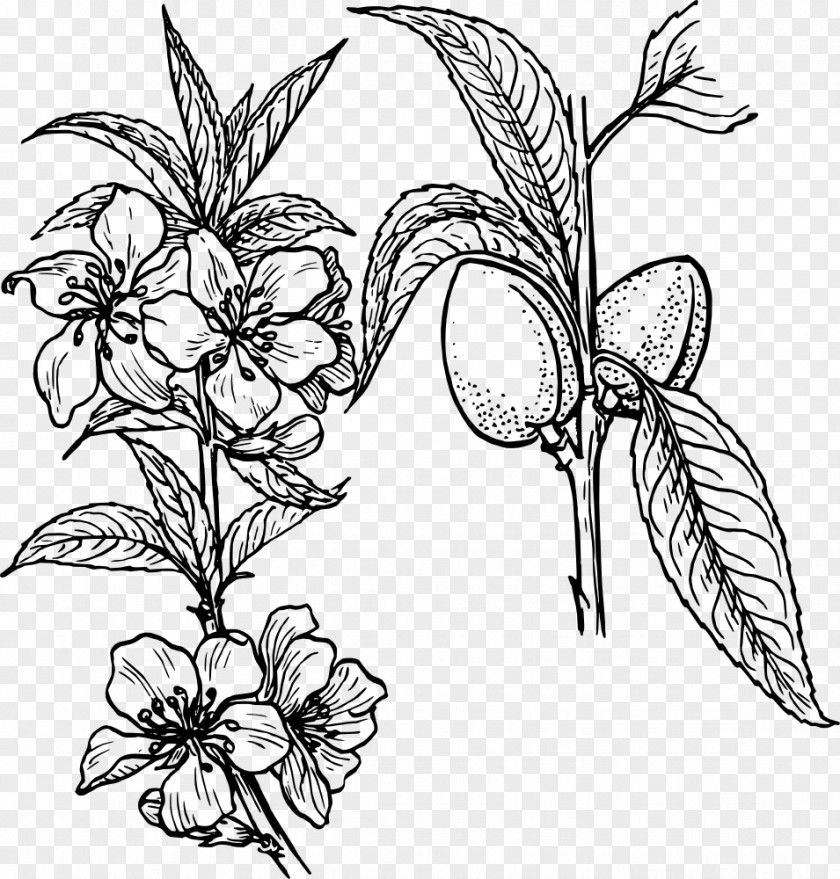 Almond Drawing Line Art Plant Clip PNG
