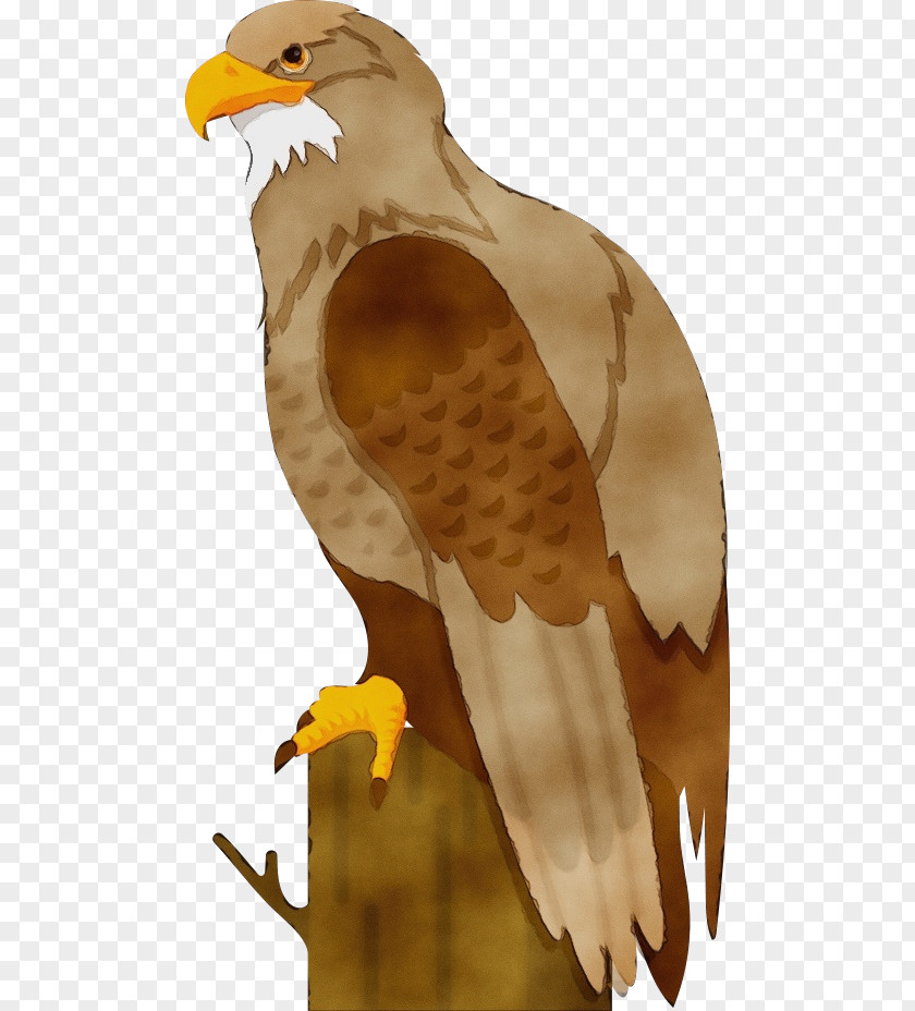 Bird Of Prey Eagle Bald Hawk PNG