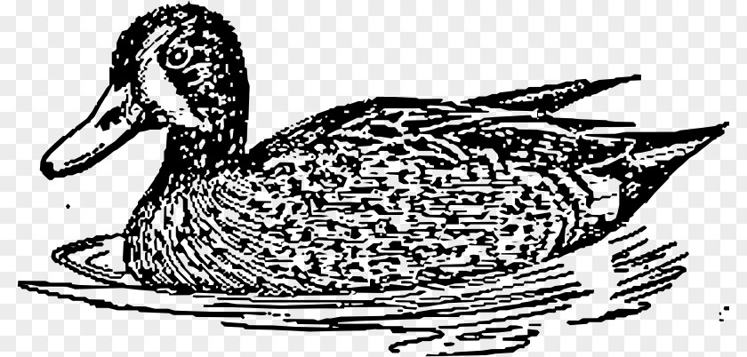 Blue Wing Mallard Goose Duck American Pekin Clip Art PNG