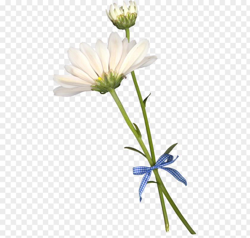 Flower Sketch Common Daisy Chrysanthemum Asteroideae Painting PNG