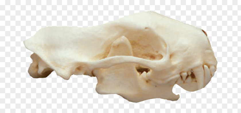 Spotted Skunk Striped Mammal Animal Skulls PNG