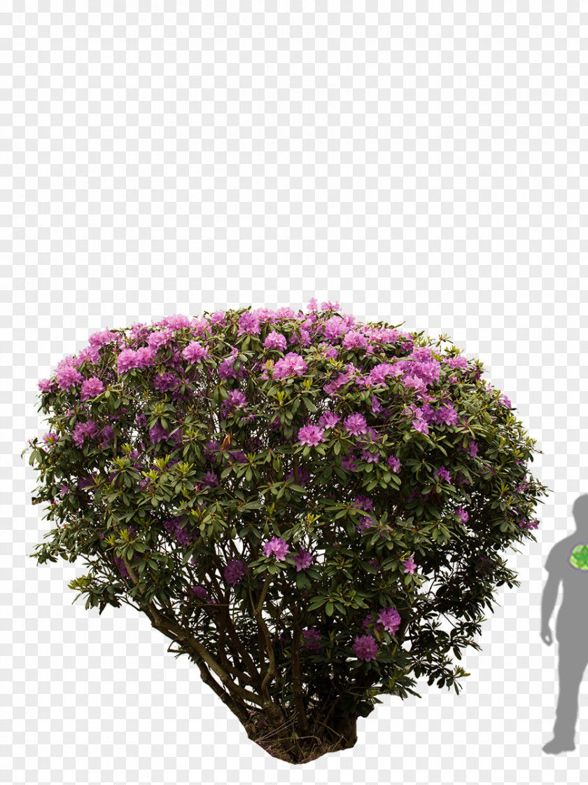 Tree Rhododendron Shrub Azalea Flower PNG