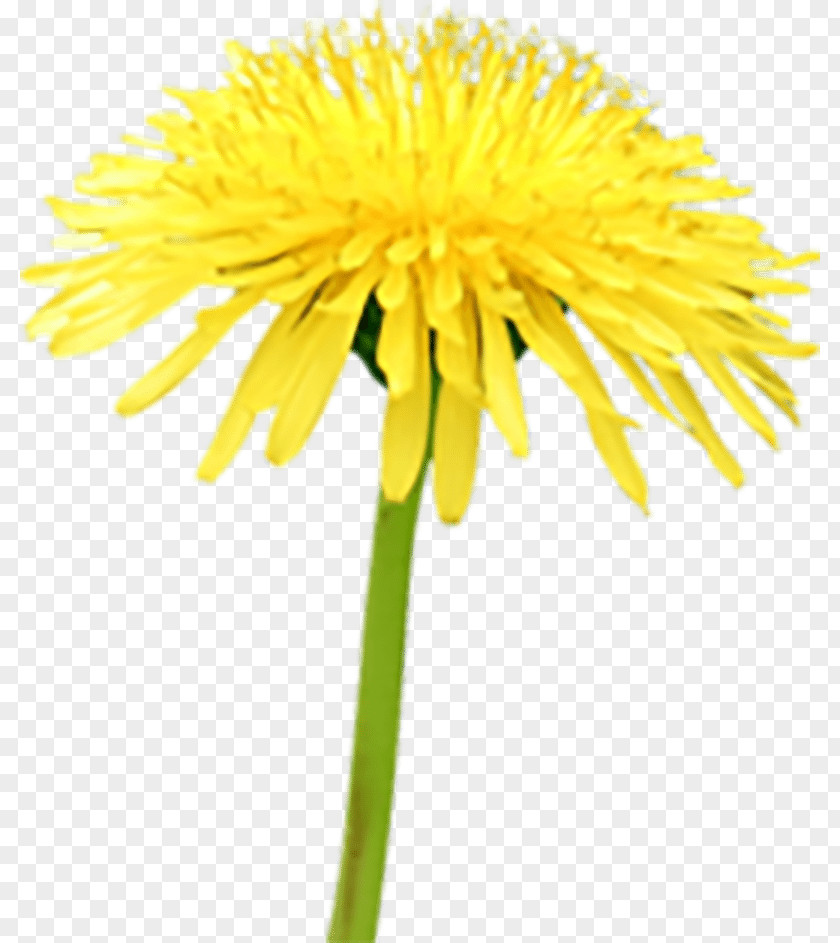 Bee Beekeeping Pollinator Beneficial Insects Common Dandelion PNG