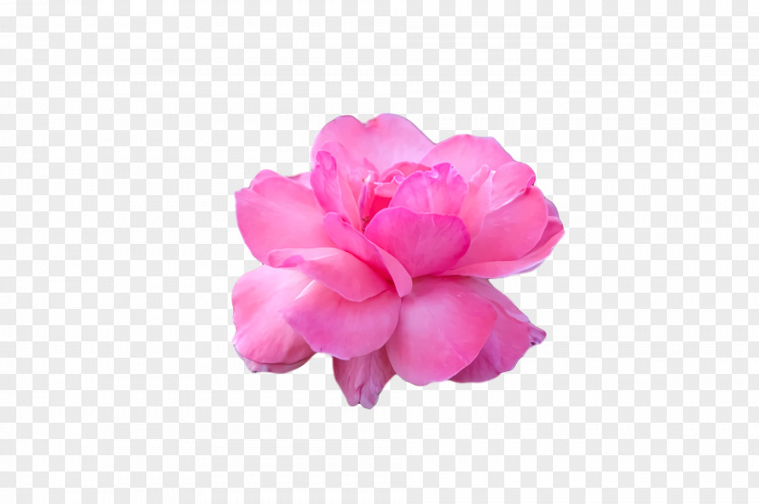 Garden Roses PNG