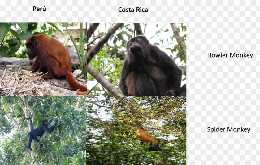 Orangutan Gorilla New World Monkeys Fauna Wildlife PNG