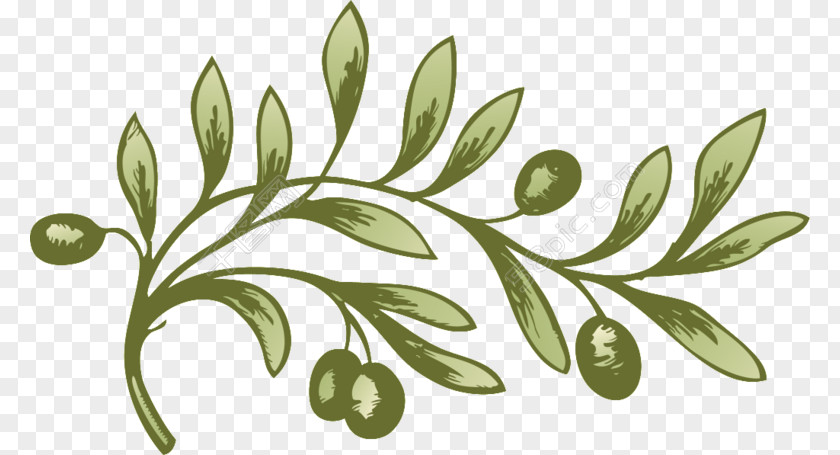 Pretty Please Face Olive Branch Vector Graphics Illustration Image PNG
