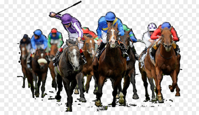 Race Horse Racing The Grand National Greeting & Note Cards PNG