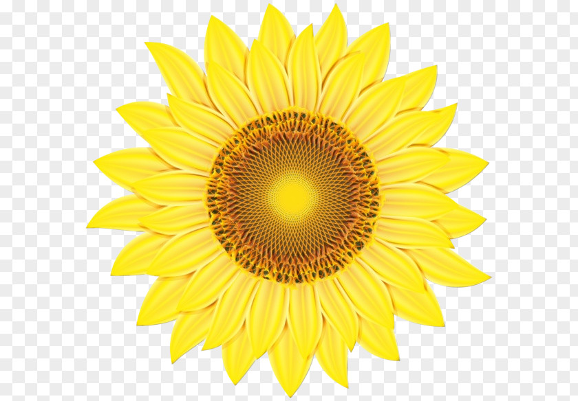 Sunflower PNG