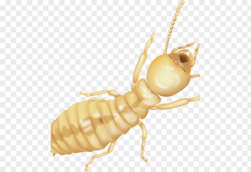 Termite Fumigation Sentricon Pest Control Hawaii PNG