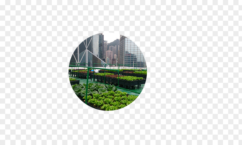Urban Farm Roof Garden Agriculture Green PNG