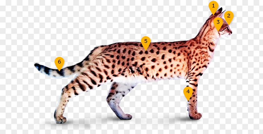 Cheetah California Spangled Ocicat Bengal Cat Savannah Ocelot PNG